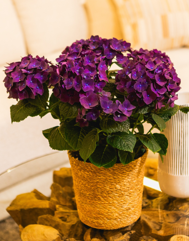 One Floral | Deep Purple™